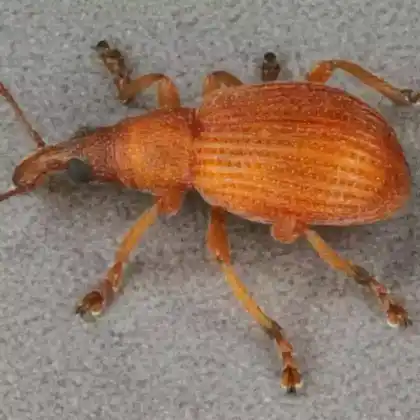 Foto von  (Apion haematodes)