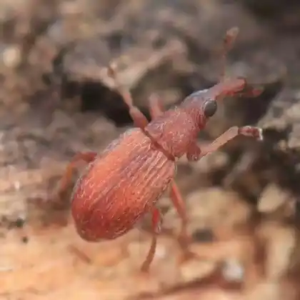Foto von  (Apion rubiginosum)