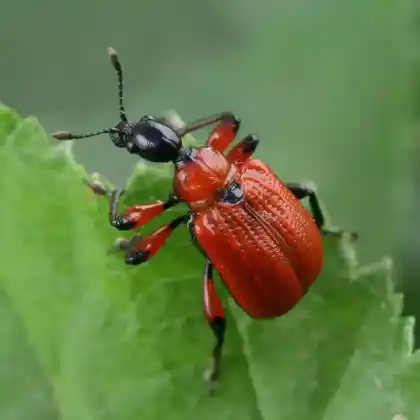 Foto von Haselblattroller (Apoderus coryli)