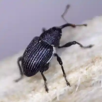 Foto von  (Archarius pyrrhoceras)