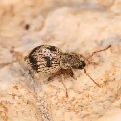 Foto von  (Argoptochus quadrisignatus)