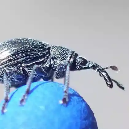 Foto von  (Aspidapion radiolus)