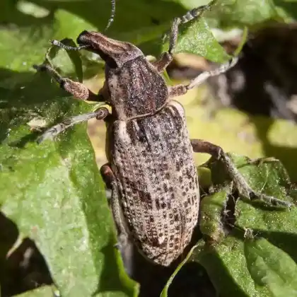 Foto von  (Asproparthenis punctiventris)