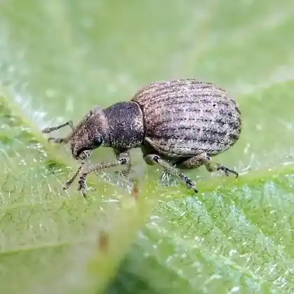 Foto von  (Attactagenus plumbeus)