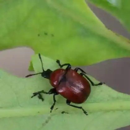 Foto von Roter Eichenkugelrüssler (Attelabus nitens)