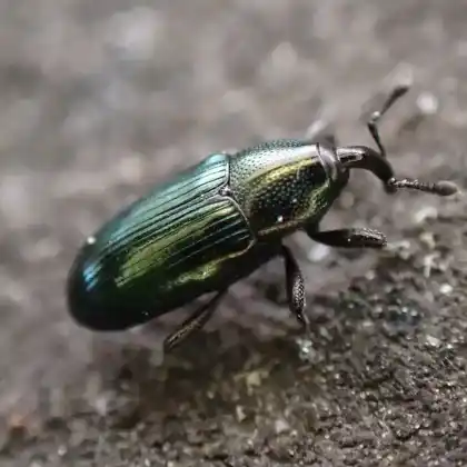 Foto von  (Aulacobaris coerulescens)
