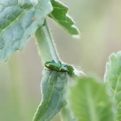 Foto von  (Aulacobaris cuprirostris)