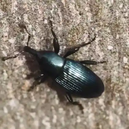 Foto von  (Aulacobaris lepidii)