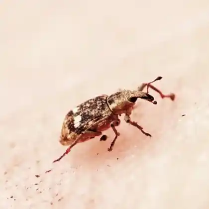 Foto von Froschlöffelrüssler (Bagous alismatis)