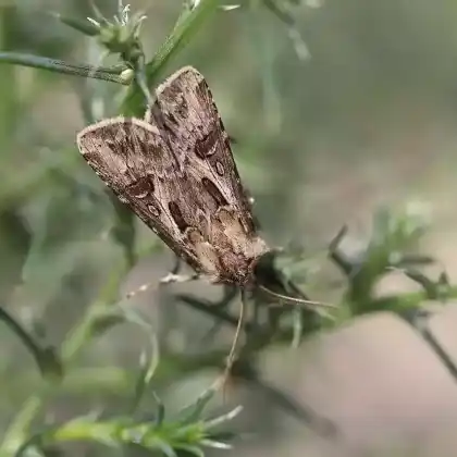 Foto von Kiefernsaateule (Agrotis vestigialis)
