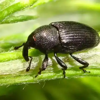 Foto von  (Baris artemisiae)