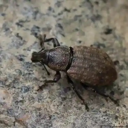 Foto von  (Barynotus obscurus)