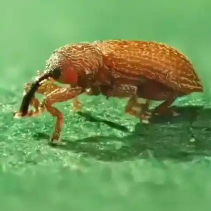 Foto von  (Brachonyx pineti)