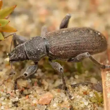 Foto von Schwarzer Kiefernnadel-Rüsselkäfer (Brachyderes incanus)