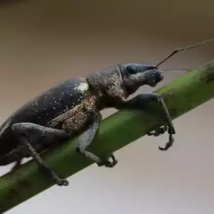 Foto von  (Brachyderes lusitanicus)