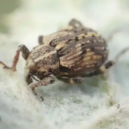 Foto von  (Brachypera dauci)