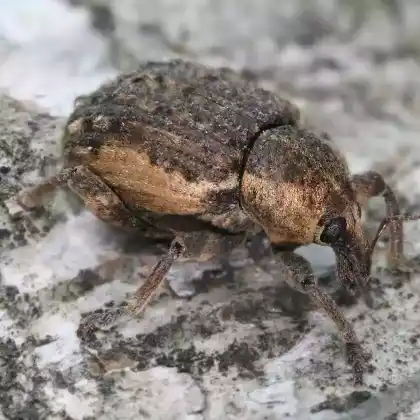 Foto von Großer Klee-Kokonrüssler (Brachypera zoilus)