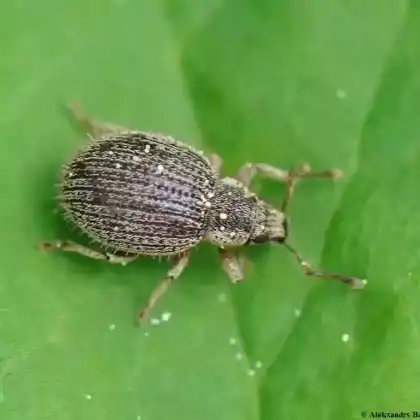 Foto von Brauner Trägrüssler (Brachysomus echinatus)