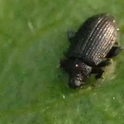 Foto von  (Brachysomus hirtus)