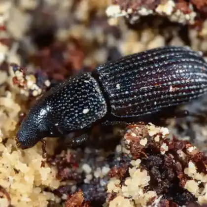 Foto von  (Brachytemnus porcatus)