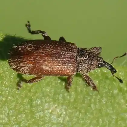 Foto von  (Bradybatus creutzeri)
