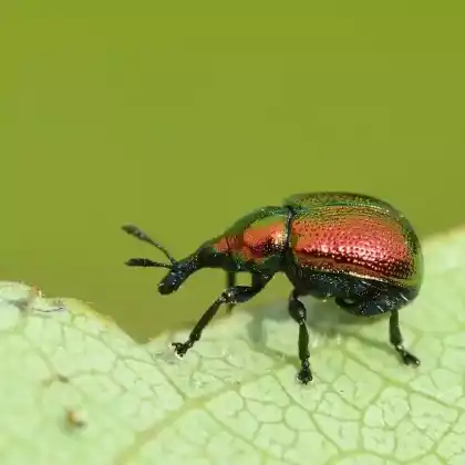 Foto von Pappelblattroller (Byctiscus populi)