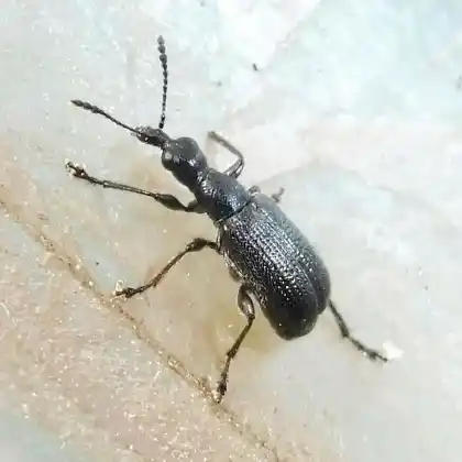Foto von  (Caenorhinus mannerheimii)