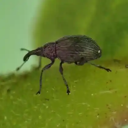 Foto von  (Catapion pubescens)