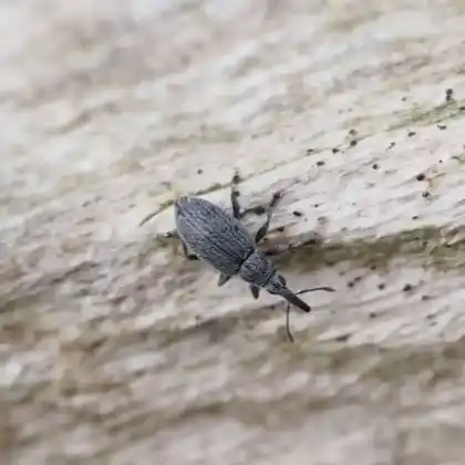 Foto von  (Catapion seniculus)