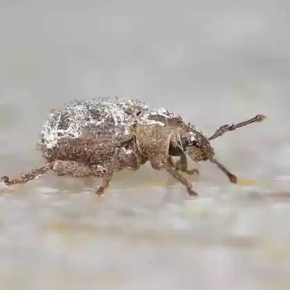 Foto von  (Cathormiocerus aristatus)