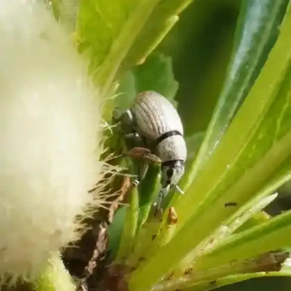 Foto von Silberfarbener Graurüssler (Centricnemus leucogrammus)