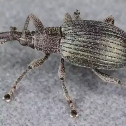 Foto von  (Ceratapion gibbirostre)