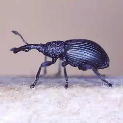 Foto von  (Ceratapion onopordi)