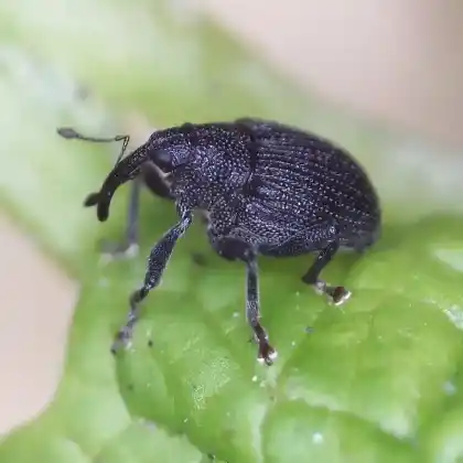 Foto von  (Ceutorhynchus alliariae)