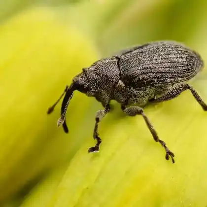 Foto von Kohlschotenrüssler (Ceutorhynchus assimilis)