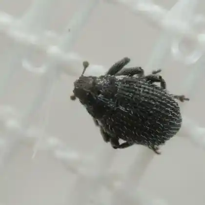 Foto von  (Ceutorhynchus atomus)