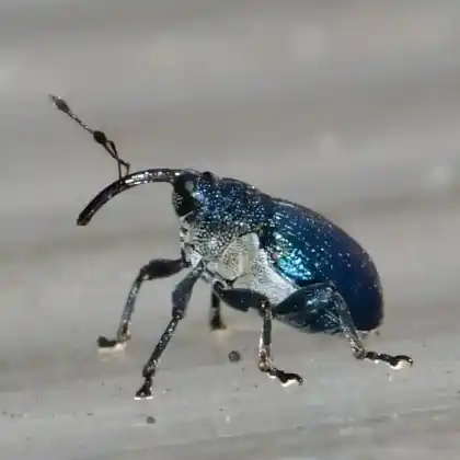 Foto von  (Ceutorhynchus barbareae)