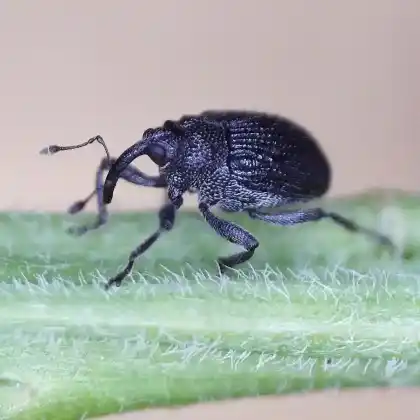 Foto von  (Ceutorhynchus chalybaeus)