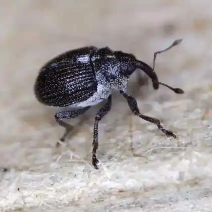 Foto von  (Ceutorhynchus cochleariae)