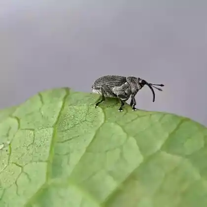 Foto von  (Ceutorhynchus constrictus)