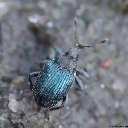 Foto von Hirtentäschel-Kleinrüssler (Ceutorhynchus erysimi)