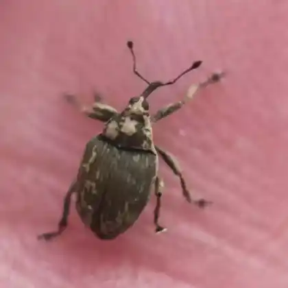 Foto von Großer Rapsstängelrüssler (Ceutorhynchus napi)