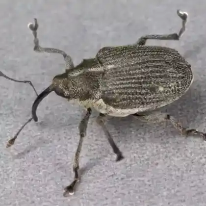Foto von  (Ceutorhynchus obstrictus)