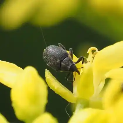 Foto von  (Ceutorhynchus picitarsis)