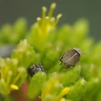 Foto von  (Ceutorhynchus pulvinatus)