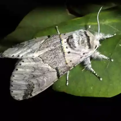 Foto von Kleiner Gabelschwanz (Furcula bifida)