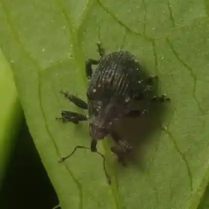 Foto von  (Ceutorhynchus scrobicollis)