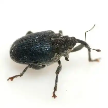 Foto von  (Ceutorhynchus sulcicollis)