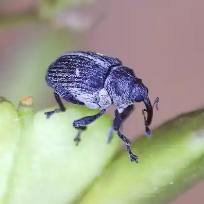 Foto von Blüten-Kleinrüssler (Ceutorhynchus typhae)