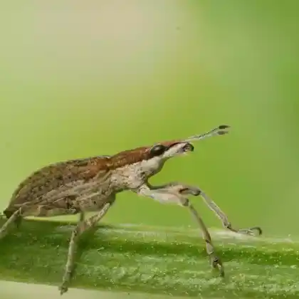 Foto von  (Charagmus gressorius)